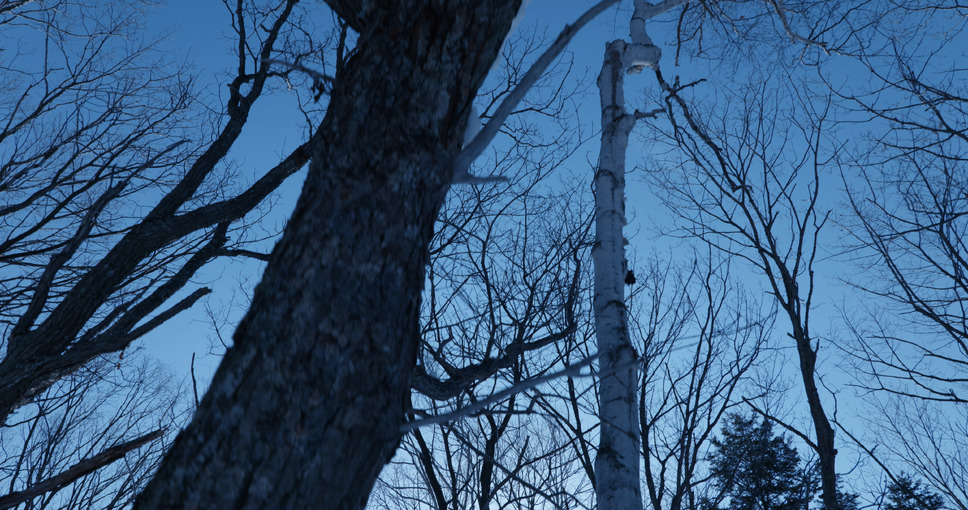 白獣 4枚目の写真・画像