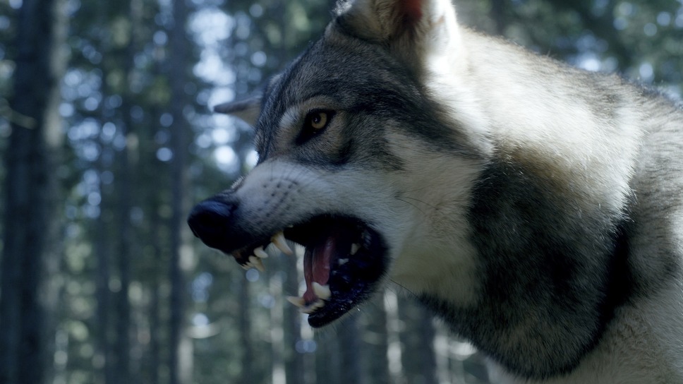 サバイブ 極限死闘 8枚目の写真・画像