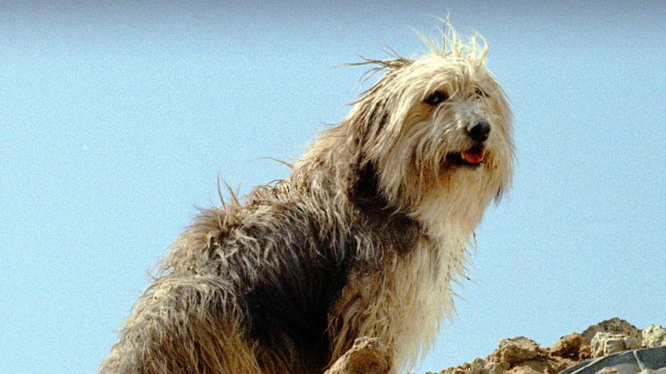 少年と犬 7枚目の写真・画像