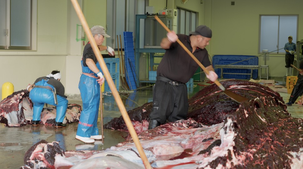 鯨のレストラン 4枚目の写真・画像