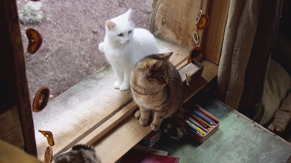 ルー、パリで生まれた猫 6枚目の写真・画像