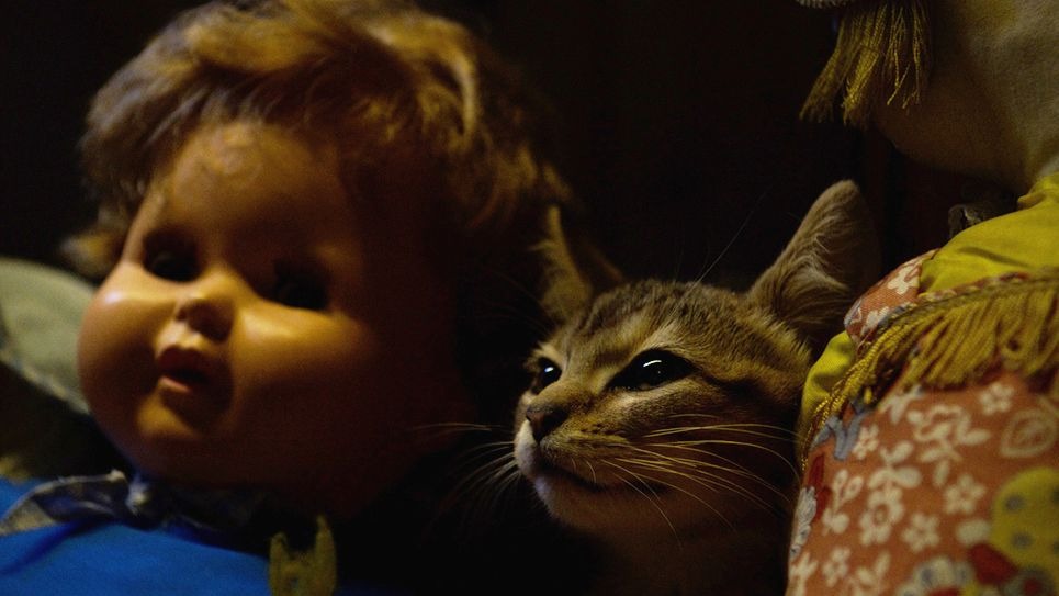 ルー、パリで生まれた猫 7枚目の写真・画像