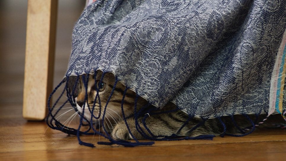 ルー、パリで生まれた猫 8枚目の写真・画像