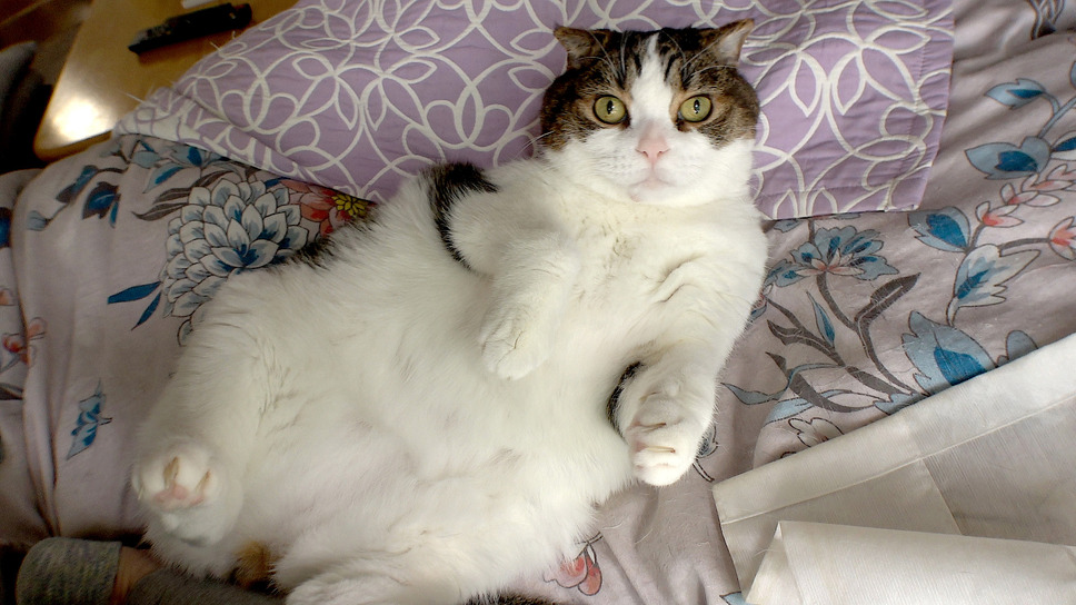 映画 ◯月◯日、区長になる女。 9枚目の写真・画像