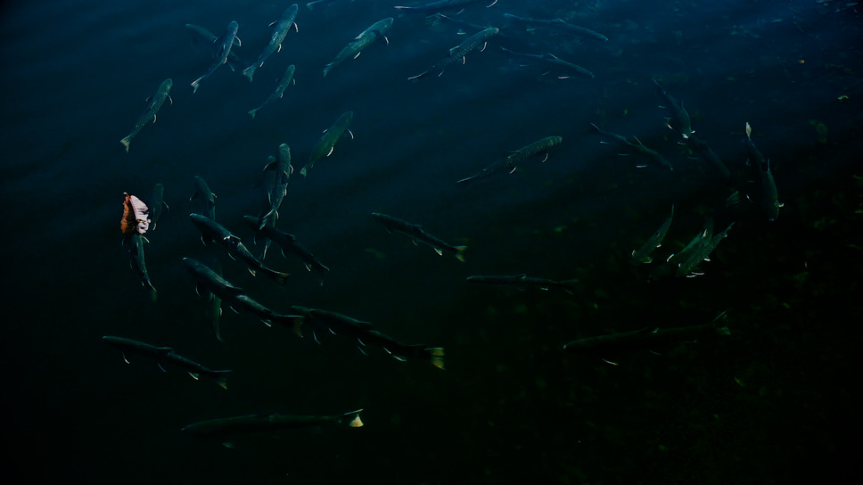 ミルクの中のイワナ 3枚目の写真・画像