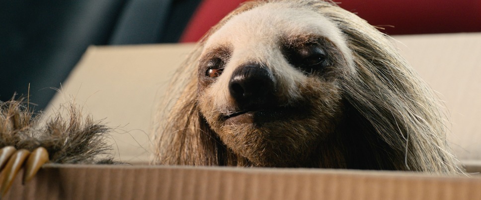 キラー・ナマケモノ 11枚目の写真・画像