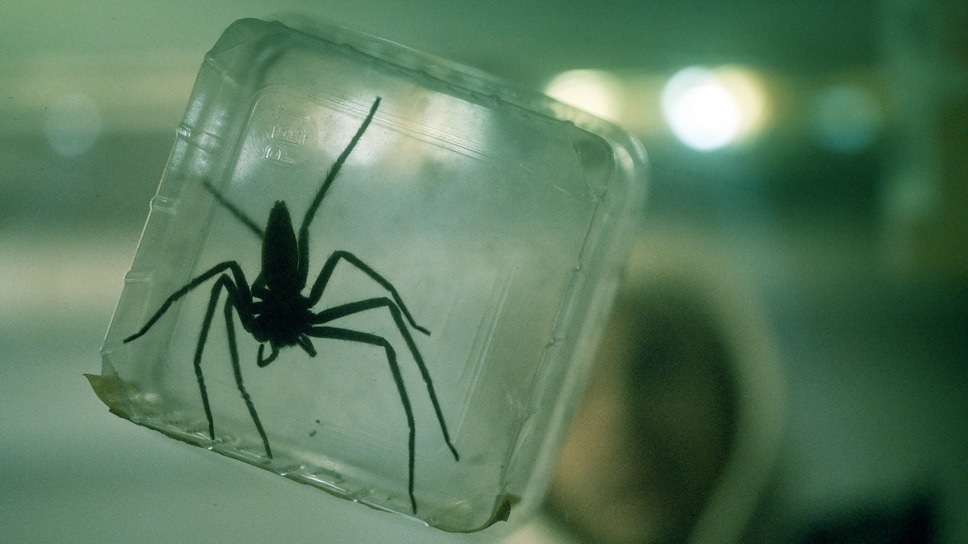 スパイダー／増殖 5枚目の写真・画像