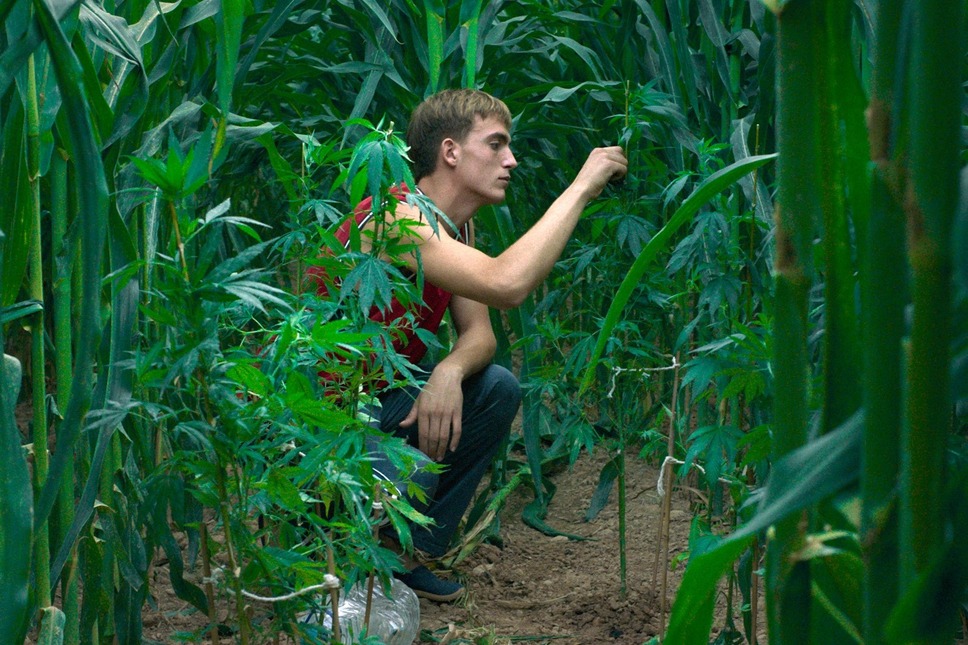 太陽と桃の歌 7枚目の写真・画像