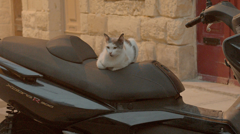 ねこしま 6枚目の写真・画像