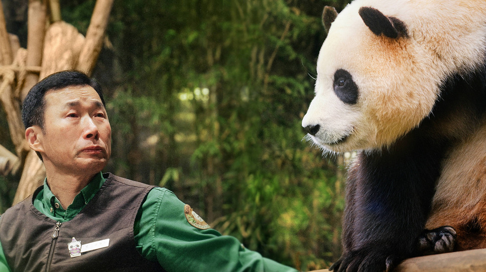 私の親愛なるフーバオ 2枚目の写真・画像