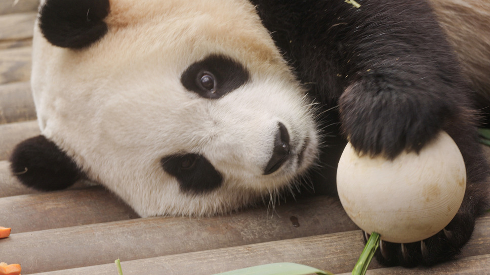 私の親愛なるフーバオ 4枚目の写真・画像