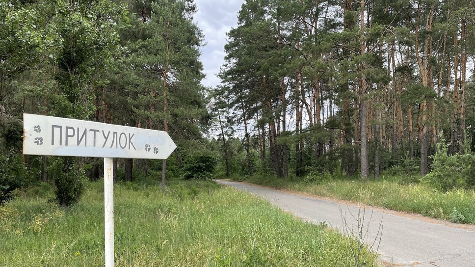 犬と戦争　ウクライナで私が見たこと 9枚目の写真・画像