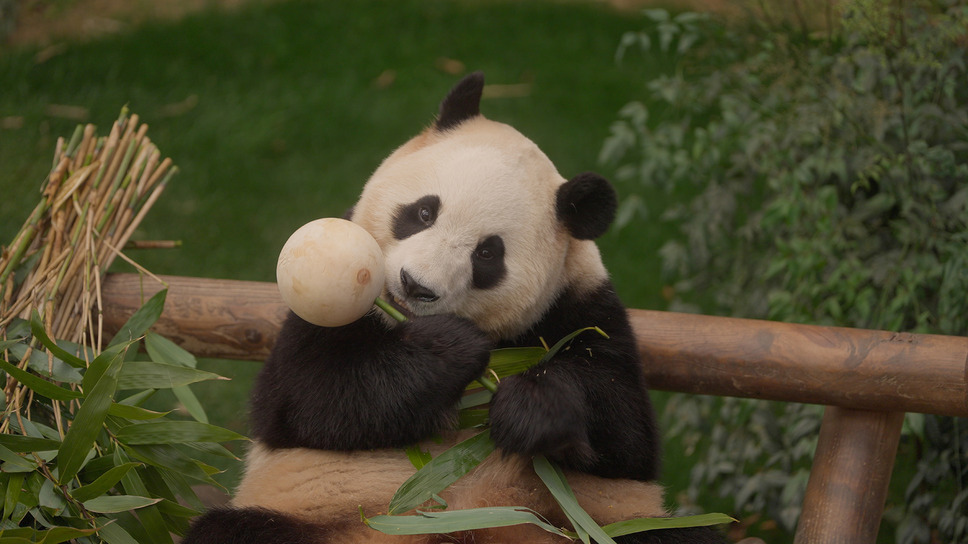 私の親愛なるフーバオ 6枚目の写真・画像