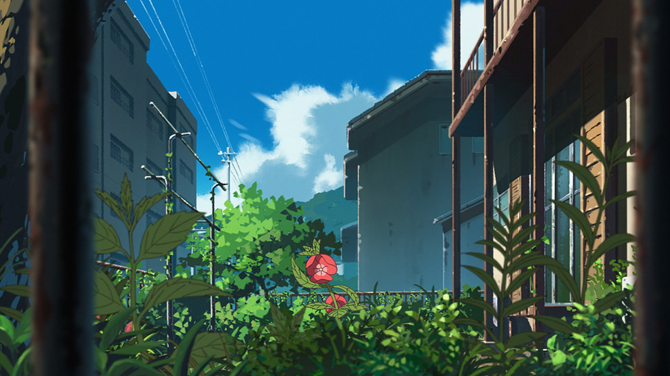 ホウセンカ 6枚目の写真・画像