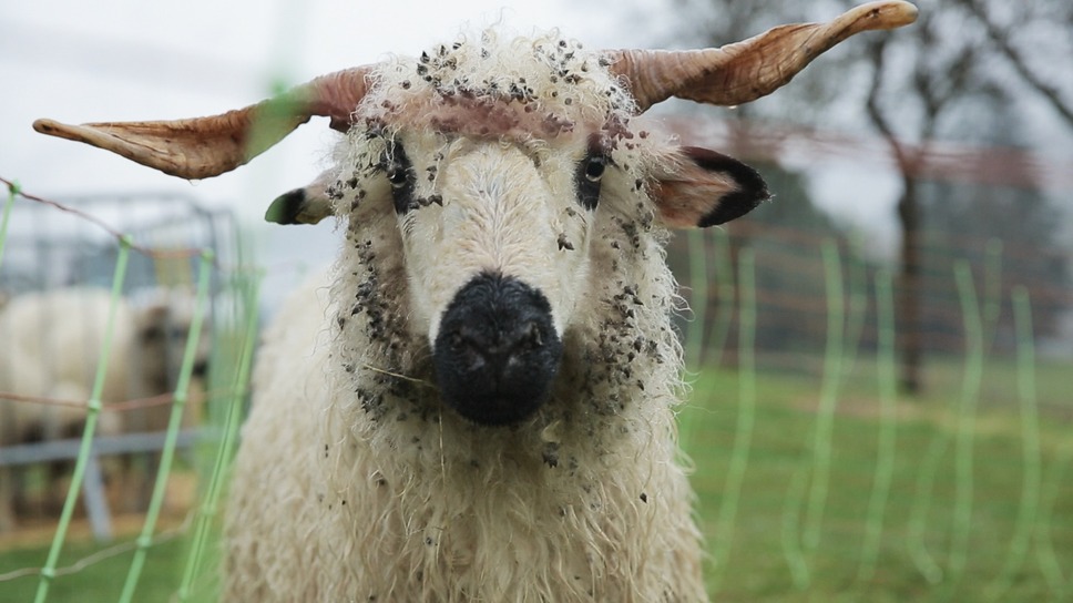 ジョン・バージャーと4つの季節 9枚目の写真・画像