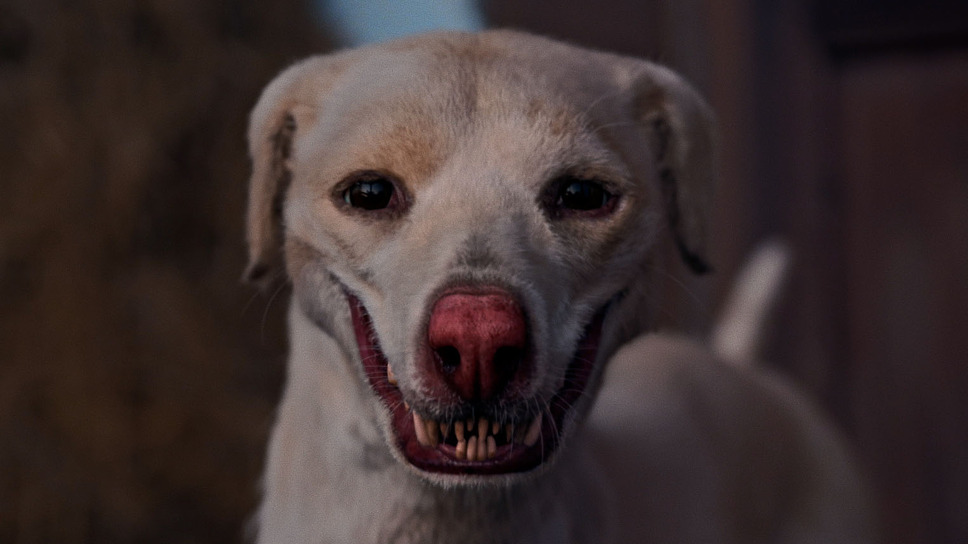 狗神の業 2枚目の写真・画像