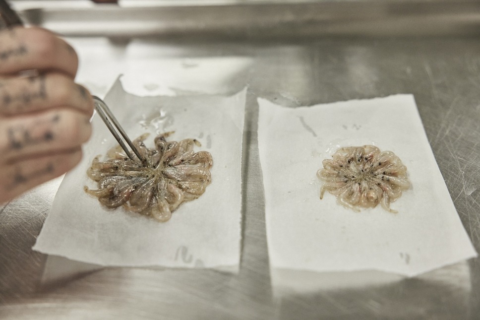 ムガリッツ 14枚目の写真・画像