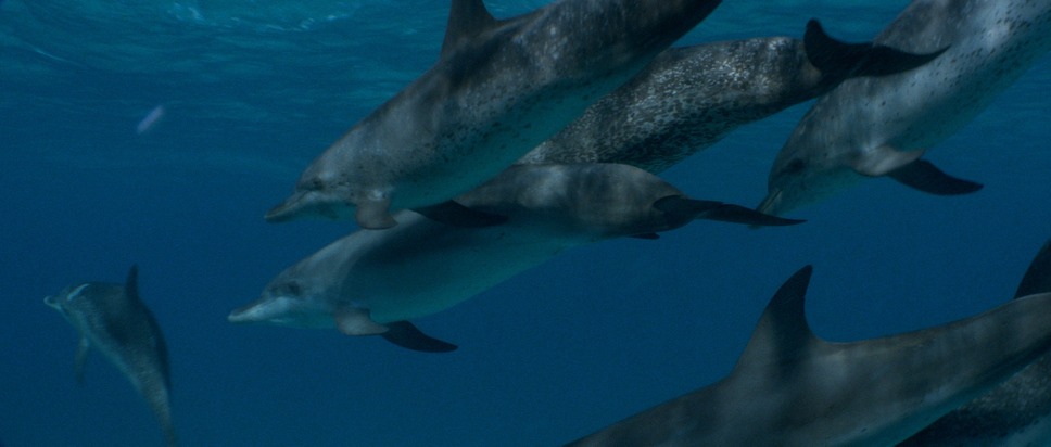 グラン・ブルー 完全版 4K 9枚目の写真・画像