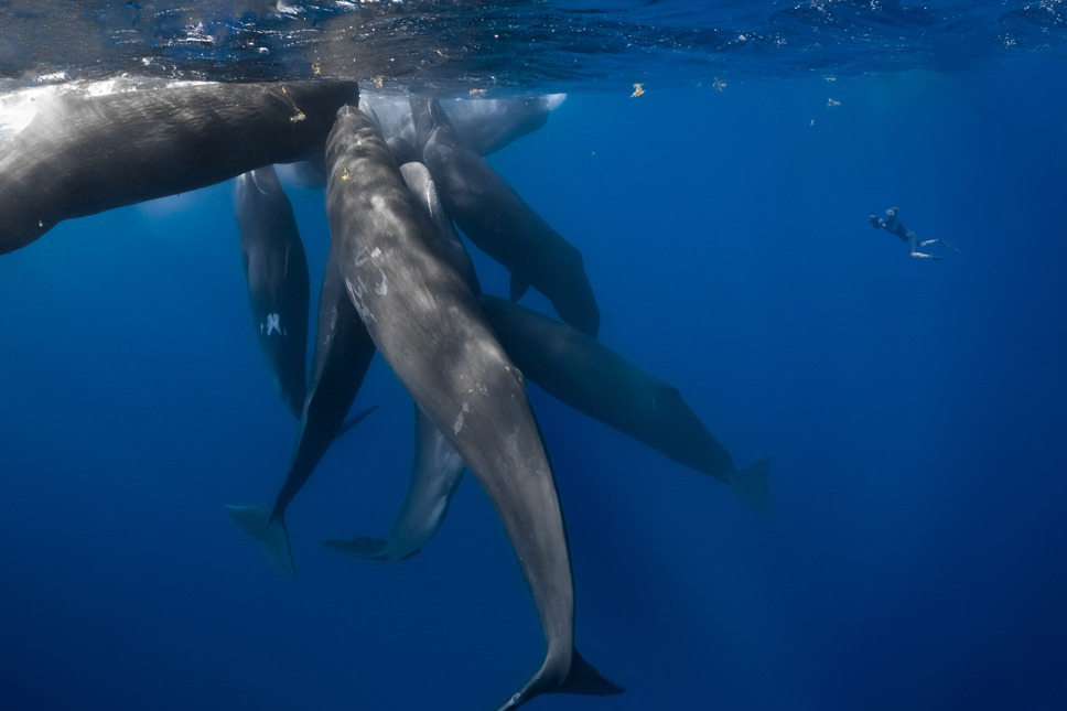 パトリックとクジラ 6000日の絆 6枚目の写真・画像