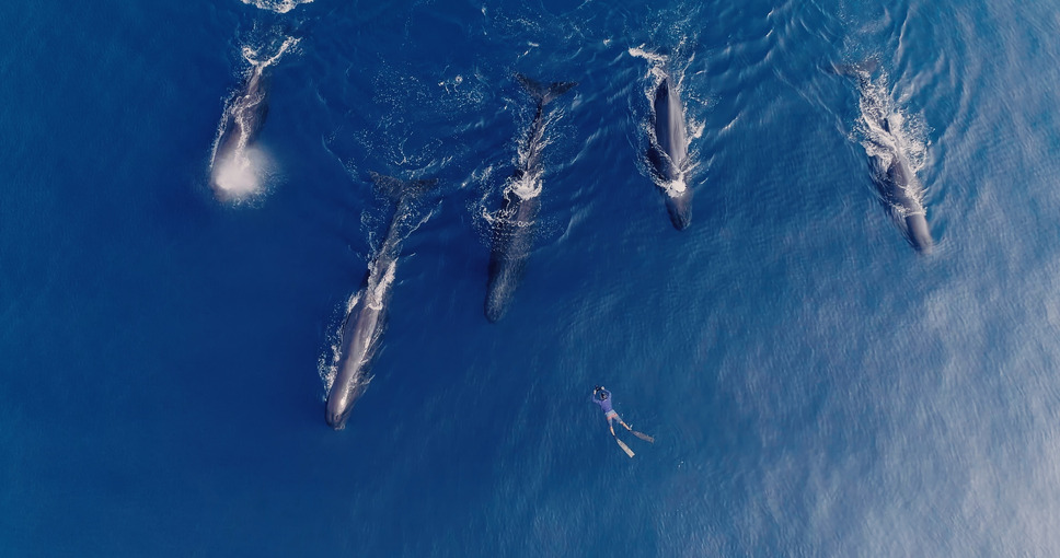 パトリックとクジラ 6000日の絆 8枚目の写真・画像