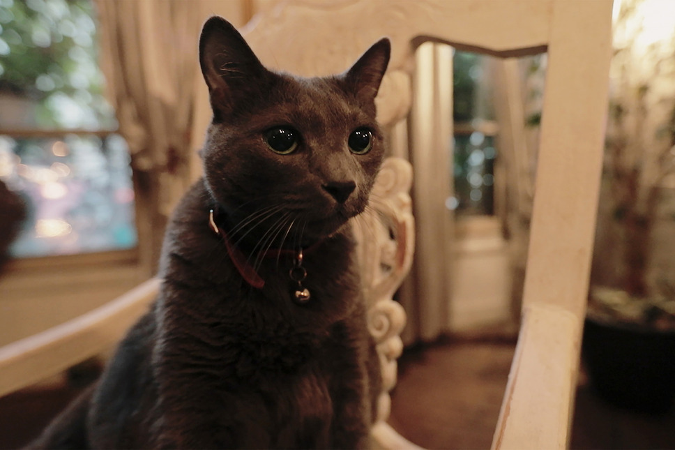 フジコ・ヘミング 永遠の音色 4枚目の写真・画像