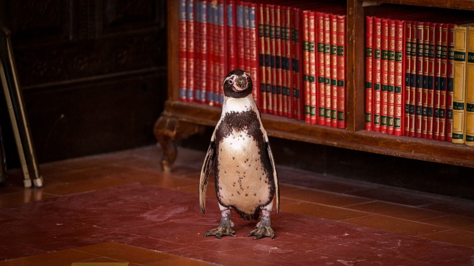 ペンギン・レッスン 11枚目の写真・画像