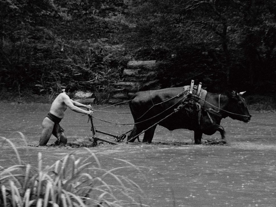 黒の牛 3枚目の写真・画像