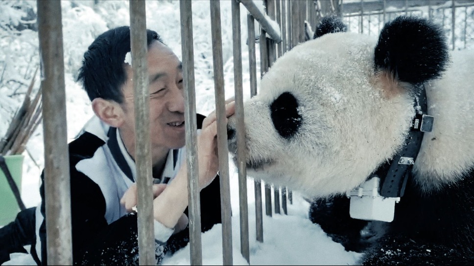 パンダのすごい世界 4枚目の写真・画像