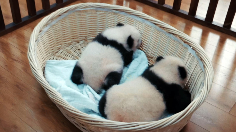 パンダのすごい世界 8枚目の写真・画像