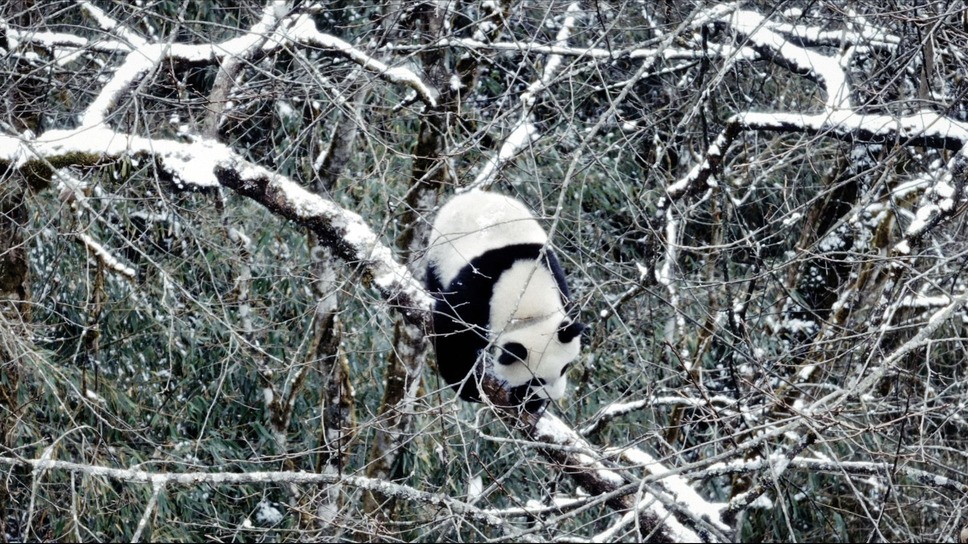 パンダのすごい世界 9枚目の写真・画像