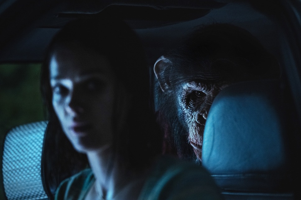 おさるのベン 6枚目の写真・画像