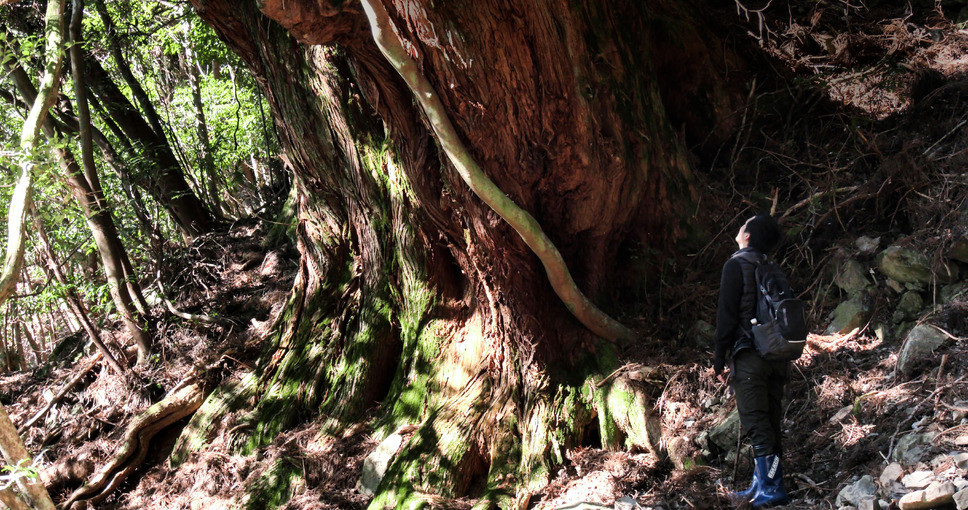 森に聴くListen to the Forest 2枚目の写真・画像