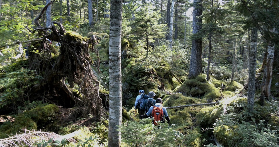 森に聴くListen to the Forest 3枚目の写真・画像