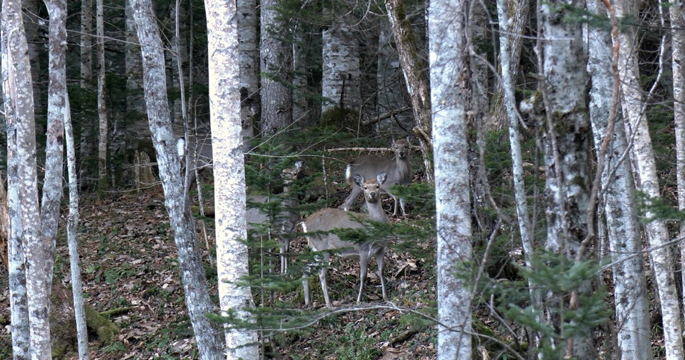 森に聴くListen to the Forest 6枚目の写真・画像