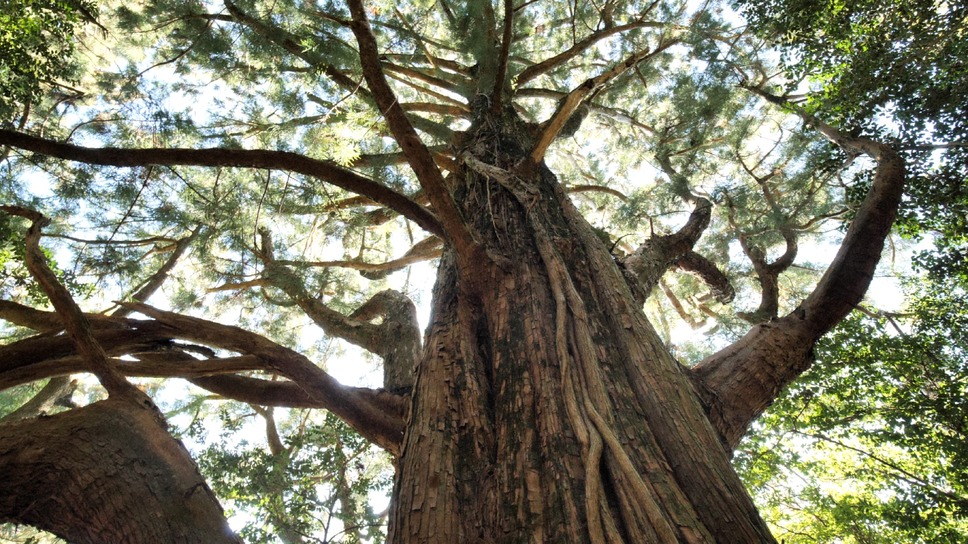 森に聴くListen to the Forest 9枚目の写真・画像