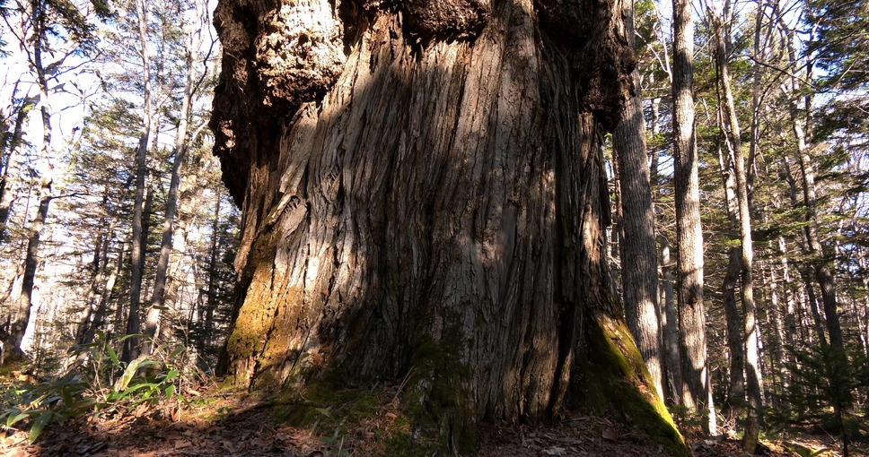 森に聴くListen to the Forest 12枚目の写真・画像