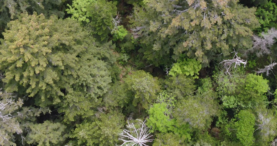 森に聴くListen to the Forest 15枚目の写真・画像