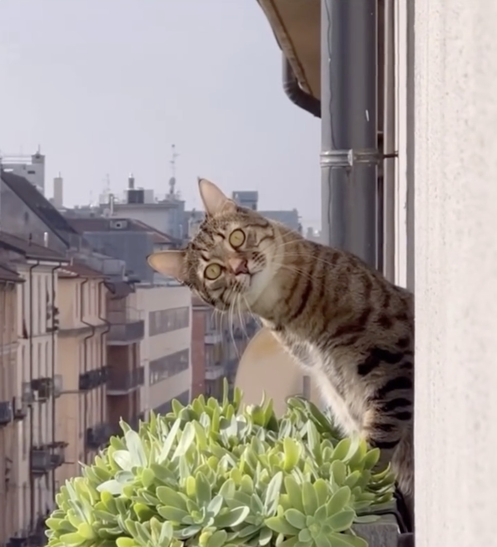 CatVideoFest 4枚目の写真・画像