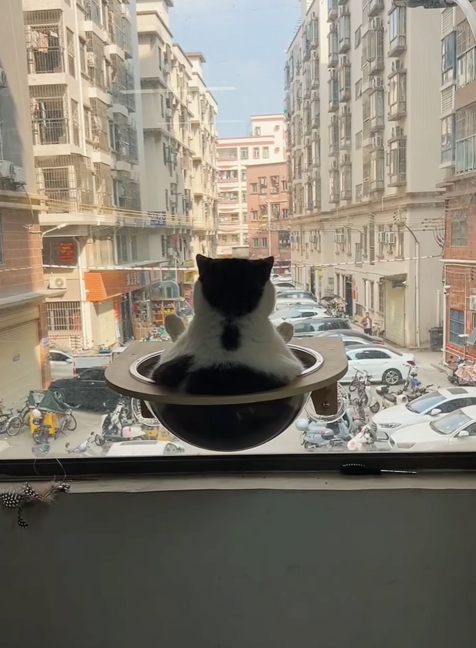 CatVideoFest 5枚目の写真・画像