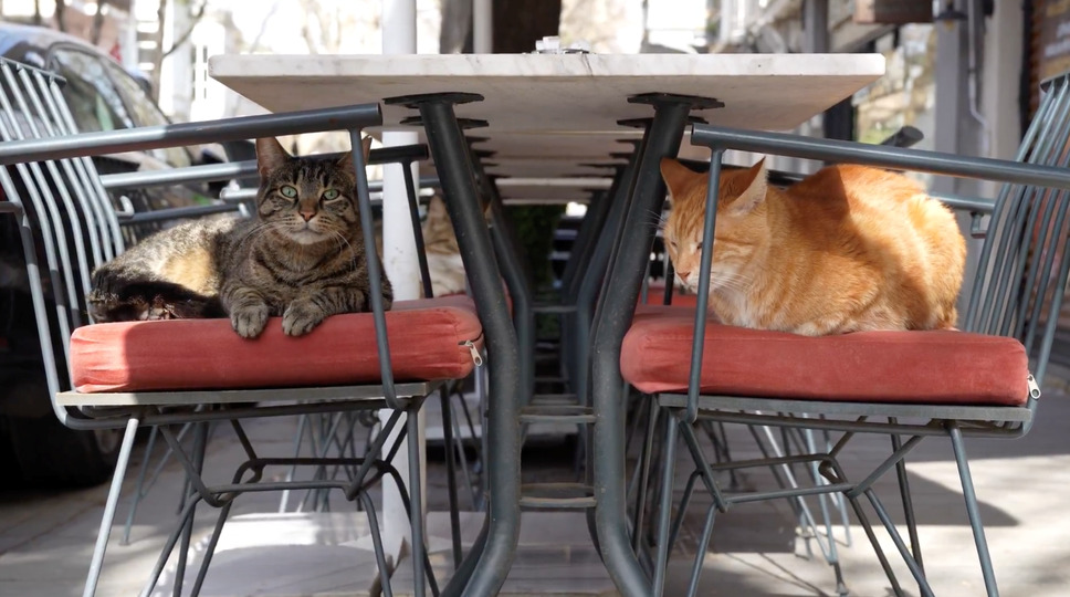 CatVideoFest 8枚目の写真・画像