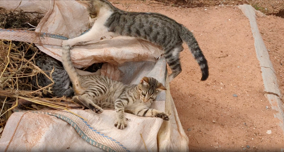 CatVideoFest 9枚目の写真・画像