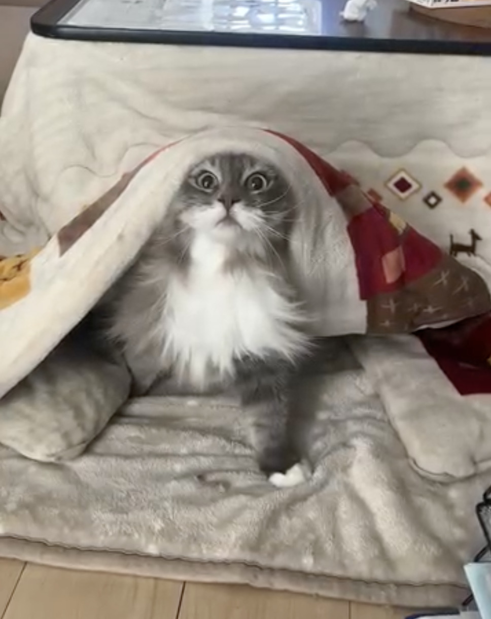 CatVideoFest 11枚目の写真・画像
