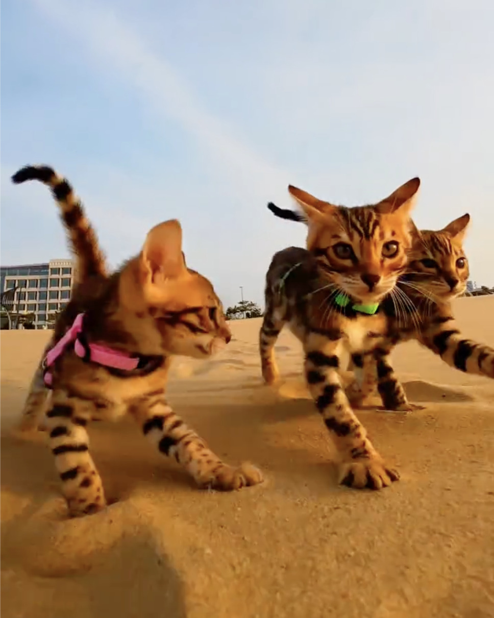 CatVideoFest 15枚目の写真・画像