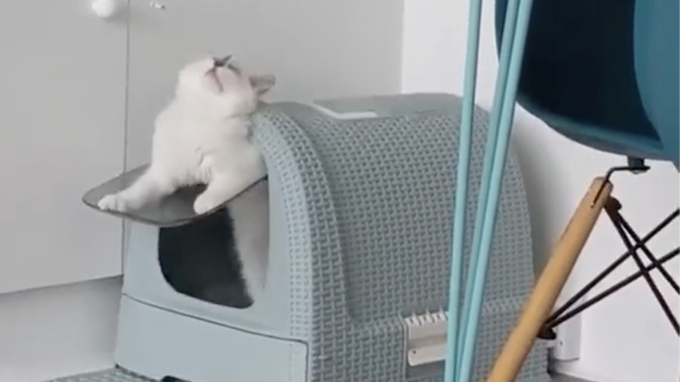 CatVideoFest 19枚目の写真・画像