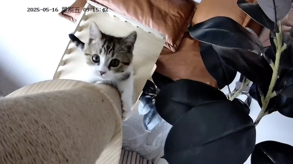CatVideoFest 20枚目の写真・画像