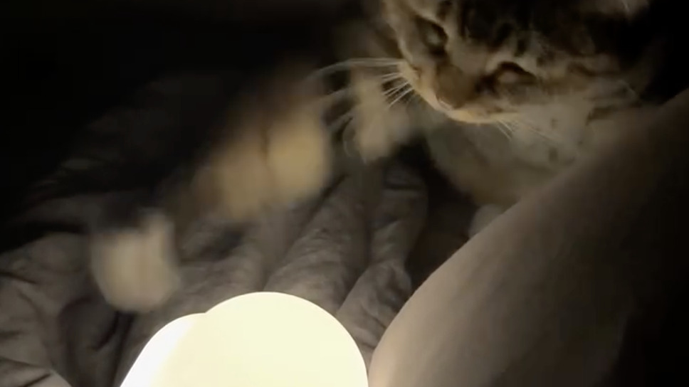 CatVideoFest 21枚目の写真・画像