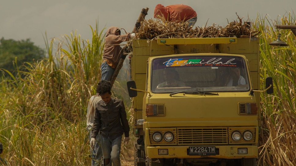 サトウキビは知っている 12枚目の写真・画像