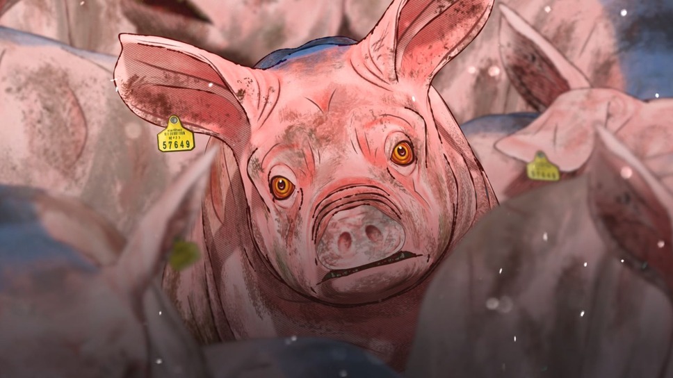 口蹄疫から生きのびた豚 2枚目の写真・画像