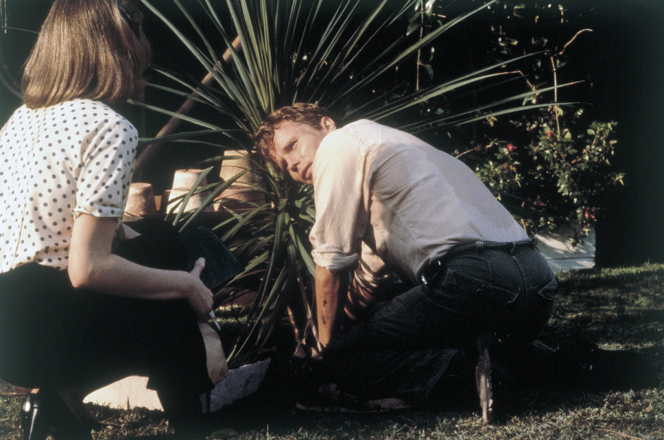 オニオン・フィールド 8枚目の写真・画像