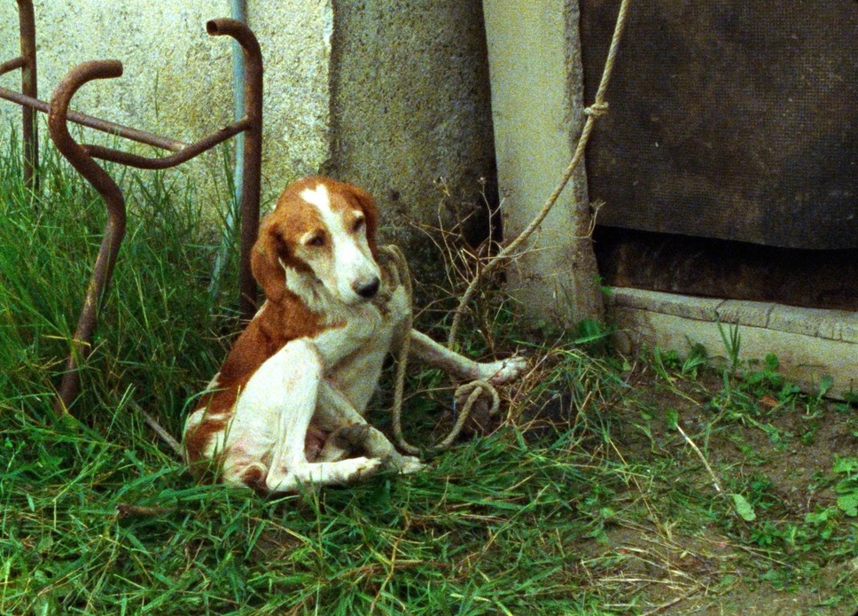 『おくりもの　4Kレストア版』(C) Santamira - Coop. CA.RI.NA.